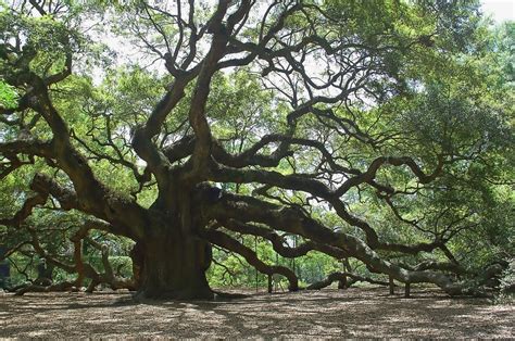 The Angel Oak Photograph by Suzanne Gaff - Fine Art America