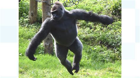 Ballet-dancing gorilla struts his stuff | ITV News West Country