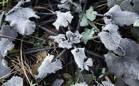 First Frost – Dig Delve – An online magazine about gardens, landscape, growing & making.