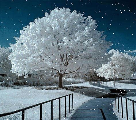 720P free download | Snow Tree, HD wallpaper | Peakpx