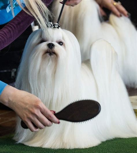 138th annual Westminster dog show Long haired Maltese Groomed | Maltese dogs, Westminster dog ...