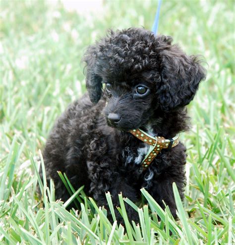 Toy Poodle Wallpapers - Wallpaper Cave