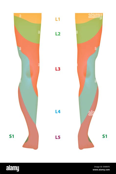 Dermatomes Lower Limb