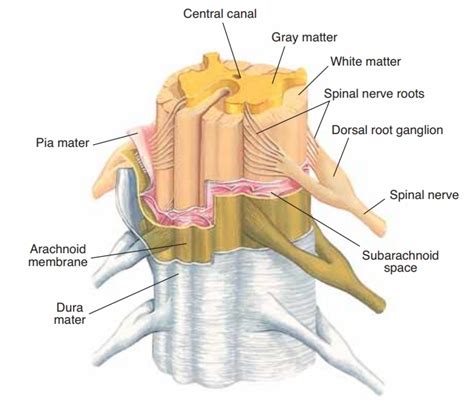 Meninges and Cerebrospinal Fluid