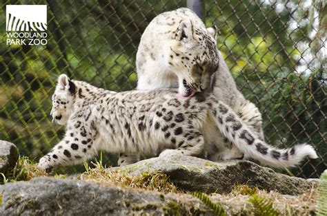 Woodland Park Zoo Blog: Snow leopard cubs first steps on exhibit