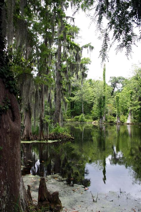 Free Stock Photo of Cypress trees in swamp | Download Free Images and Free Illustrations