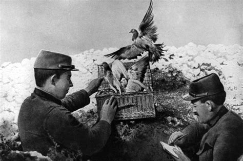 Winged warriors: pigeons in the First World War | HistoryExtra