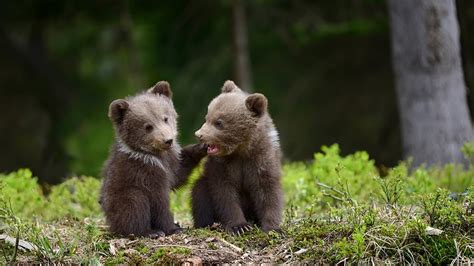 Twin brown bear cubs make public debut in south China - YouTube