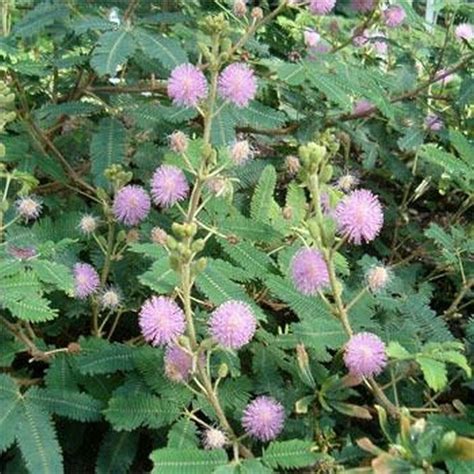 Mimosa Pudica- Sensitive Plant- 50 Seeds- - Seeds