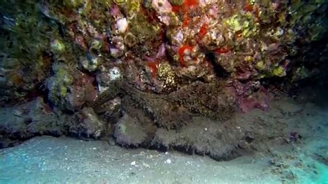 Amazing Octopus Camouflage - Best of Maui Diving July 2014 - YouTube