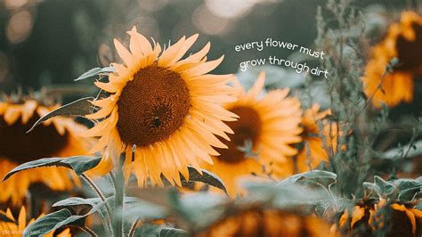 2 Sunflower Quotes, sunflowers with quotes HD wallpaper | Pxfuel