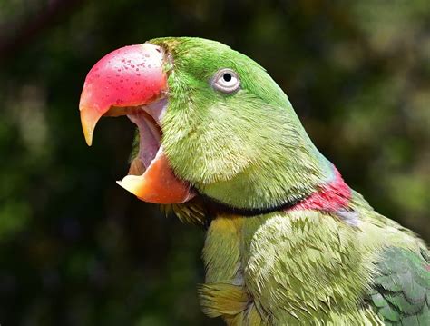 Alexandrine Parrot Care Guide - Diet, Lifespan & More » Petsoid