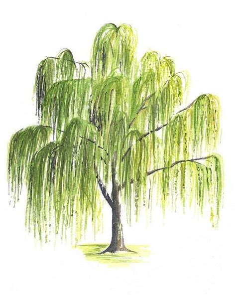 Pin by Dasha on Просто рисунок | Willow tree art, Tree watercolor painting, Tree sketches