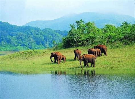 26 Places To Visit In Thekkady For An Exuberant Getaway In 2023