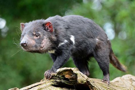 Contagious cancer may cause Tasmanian devils to become antisocial | New ...