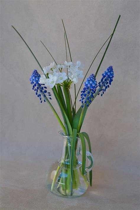 hepatica, blue, flower, blue flower, flowers, tender, spring flower ...