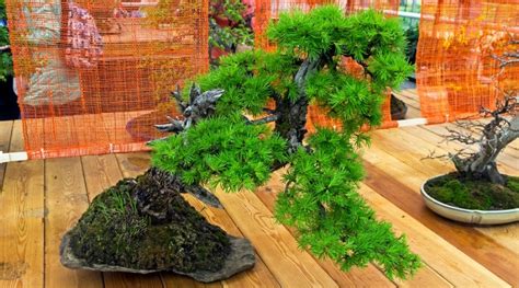 Larch Bonsai Growth and Care Guide - Backyard Boss