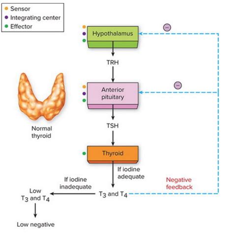 Negative Feedback Loop Thyroid