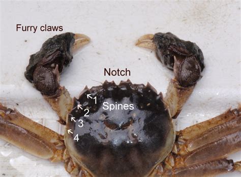 The "What" and the "Why" | Smithsonian Environmental Research Center