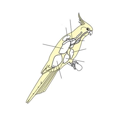 Avian Respiratory System Diagram | Quizlet