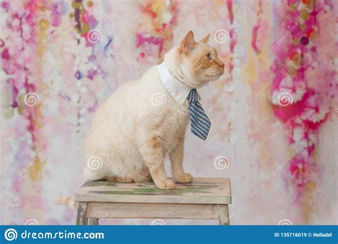 Thai Cat with Blue Eyes Wearing Small Striped Blue Tie Stock Image - Image of background, kitty ...