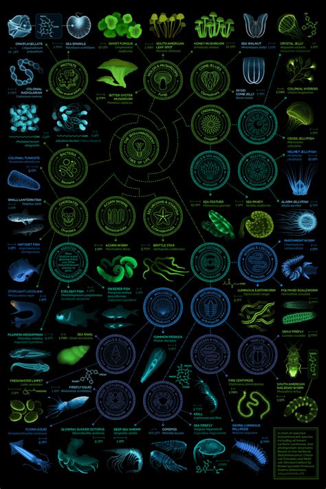 Chart of bioluminescent species by Nobel laureate Professor Osamu ...