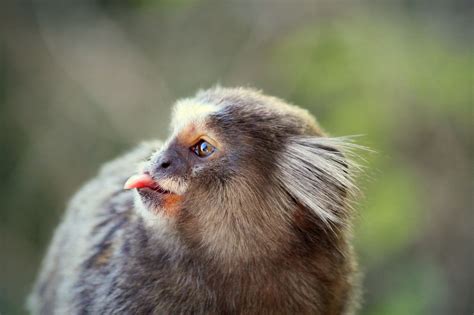 https://flic.kr/p/ix28uk | Common Marmoset Monkey Monkey Species, Animal Species, Common ...