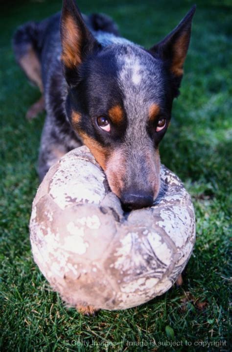 Adorable Blue Heeler with a mischievous look