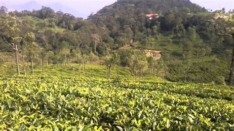 Tea Garden in Ooty - YouTube