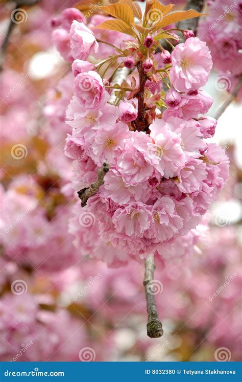 Sakura Blossom, Uzhgorod, UA Stock Photo - Image of outdoor, plant: 8032380