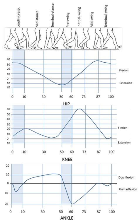 Human gait cycle : some graphs - ArtBot