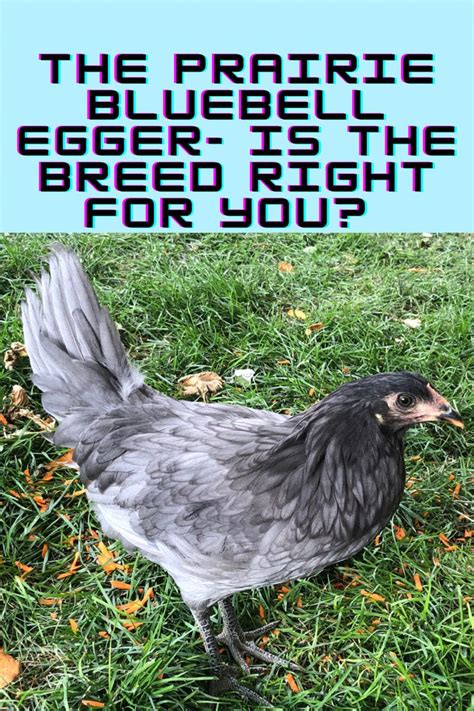 Prairie bluebell eggers- is the breed right for you? | Chickens backyard breeds, Chickens ...