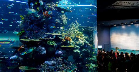 Explore Singapore Aquarium With Our Comprehensive Guide