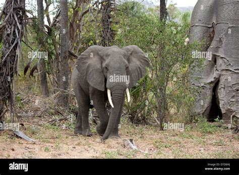 Elephant niassa game reserve hi-res stock photography and images - Alamy