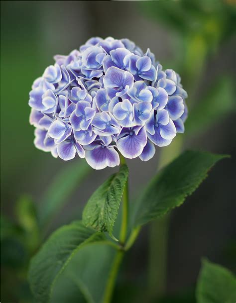 Purple Hydrangea by TruemarkPhotography on DeviantArt