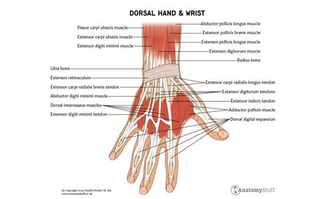 Hand & Wrist | Anatomy Revision | AnatomyStuff