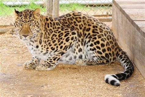 Royal - Amur Leopard — Barry R Kirshner Wildlife Sanctuary