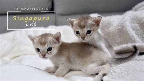 10 Smallest Domestic Cat Breeds (Ranked)