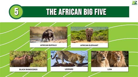 The African Big Five: Get to Know the Big Five Animals - A-Z Animals