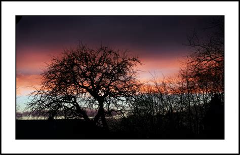 Free Images : tree, branch, silhouette, sky, wood, sun, sunset, night, atmosphere, dark, evening ...