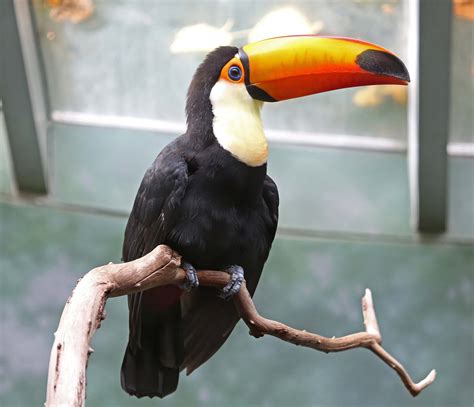 Pictures and information on Toco Toucan