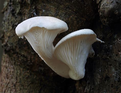 Pleurotus Dryinus: The Veiled Oyster Mushroom