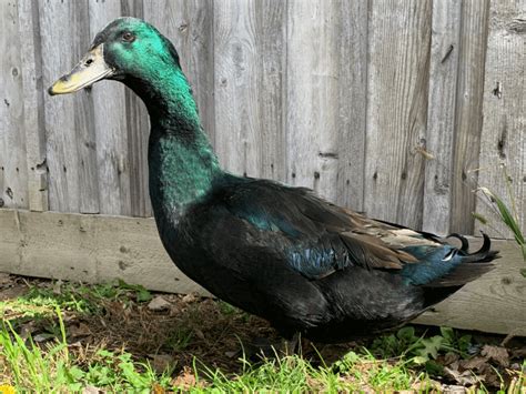 Breed Spotlight: The Cayuga Duck | Meyer Hatchery Blog