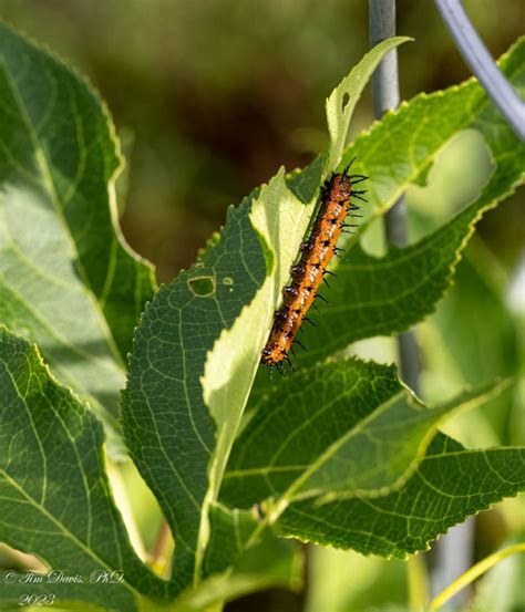 Discover the Gulf Fritillary Caterpillar: A Journey of Transformation | Coastal Georgia ...