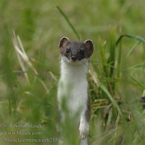 Mustela erminea stoat ermine Hermine Hermelin Armino lasice hranostaj Gronostaj hranostaj ...