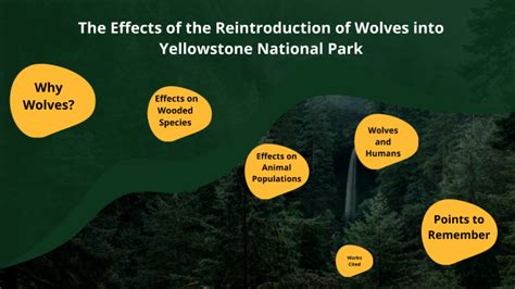 The Effects of the Reintroduction of Wolves into Yellowstone National ...