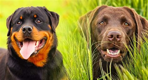 Rottweiler And Lab Mix