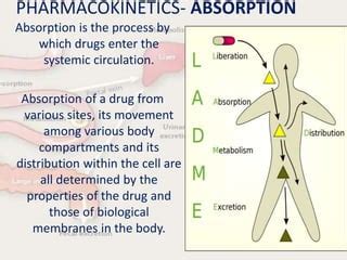 Pharmacokinetics absorption,distribution,metabolism,excretion | PPT