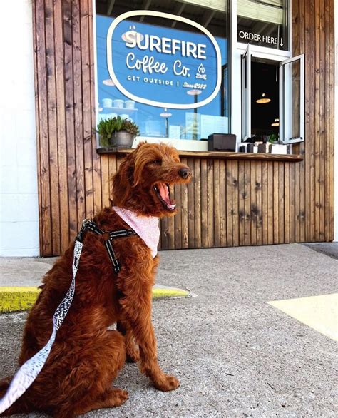 The Ultimate Pet-Friendly Travel Guide to Nashville