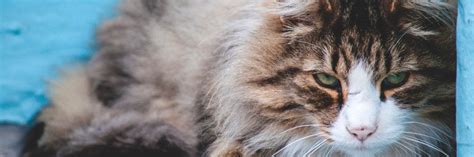 Cat Dandruff: What Is It and What Causes It? | Dr. Sarah Wooten